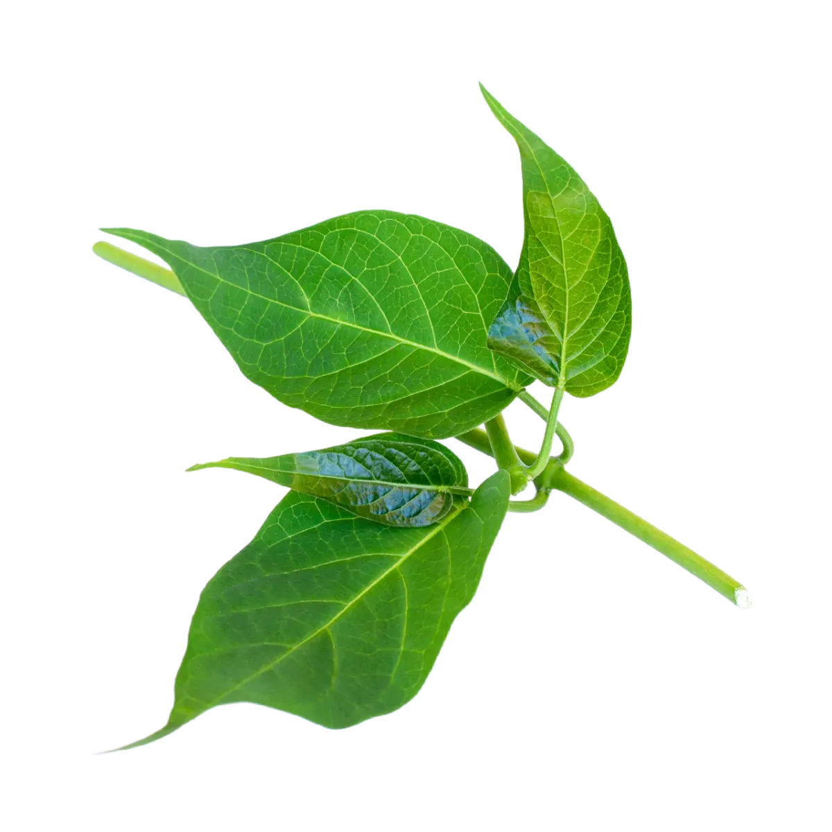 Rhodiola Ingredient
