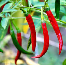 Schisandra Ingredient