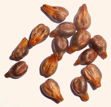 Cacao Ingredient